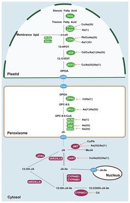 Molecular Interaction and Evolution of Jasmonate Signaling With Transport and Detoxification of Heavy Metals and Metalloids in Plants